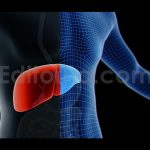 Liver