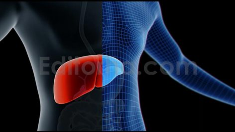 Liver