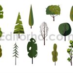 Set of Tree