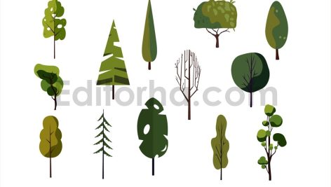 Set of Tree