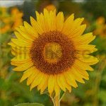 دانلود اکشن فتوشاپ تبدیل عکس به نقاشی ون گوگ با یک کلیک