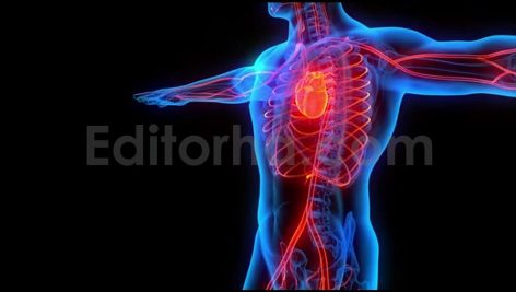 heart attack symptoms heart failure blood circulation heart and vein system