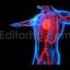 heart attack symptoms heart failure blood circulation heart and vein system