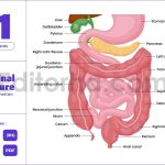 Intestine Structure Anatomy and Digestive System