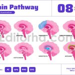 Human Brain Neurochemical and Dopamine Pathway