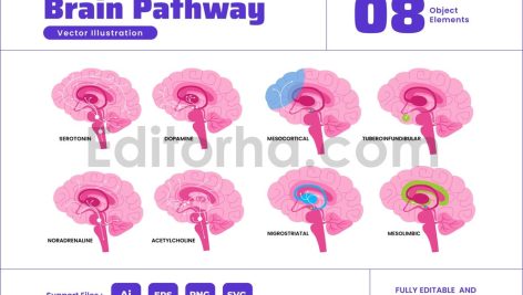 Human Brain Neurochemical and Dopamine Pathway