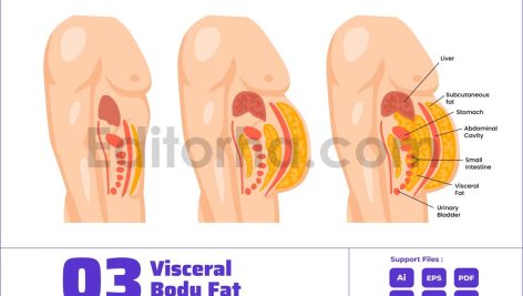 Abdominal Visceral Fat Layers Abdominal Cavity