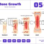Growing Bone Stages Process from Embryo to Adult