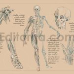 Human Anatomy