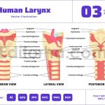 Human Larynx Anatomy Structure Diagram Poster
