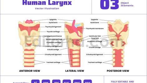 Human Larynx Anatomy Structure Diagram Poster