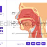 Larynx Pharynx Structure Anatomy Human Respiratory