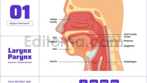 Larynx Pharynx Structure Anatomy Human Respiratory