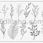 Line Art Botanical Vector Elements
