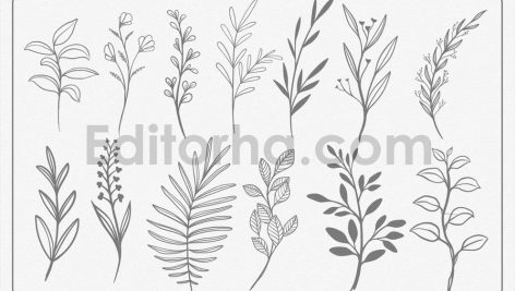 Line Art Botanical Vector Elements