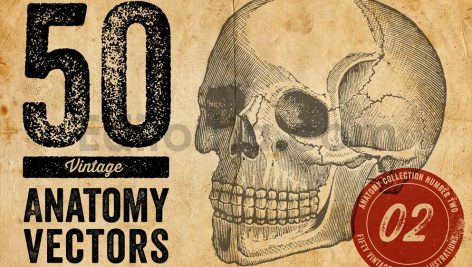 Vintage Anatomy Vectors