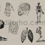 Vintage Anatomy Vectors