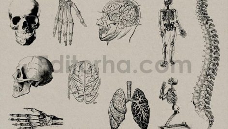 Vintage Anatomy Vectors