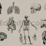 Vintage Anatomy Vectors