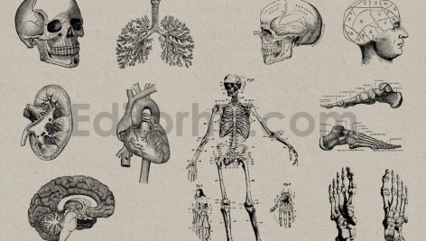 Vintage Anatomy Vectors
