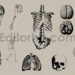 Vintage Anatomy Vectors