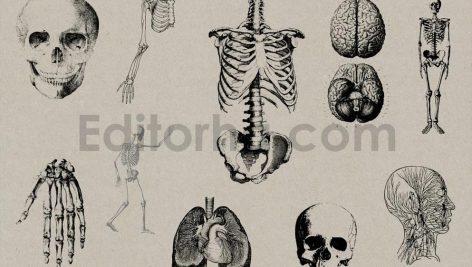 Vintage Anatomy Vectors