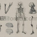 Vintage Anatomy Vectors