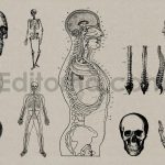 Vintage Anatomy Vectors