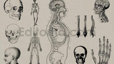 Vintage Anatomy Vectors