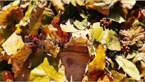 Autumn Leaves Unveil