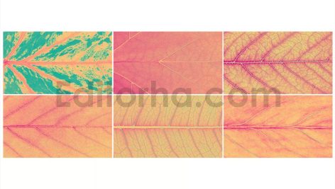 Heatmap Leaves Backgrounds