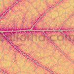 دانلود بک گراند برگ های حرارتی Heatmap Leaves Backgrounds