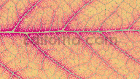 دانلود بک گراند برگ های حرارتی Heatmap Leaves Backgrounds