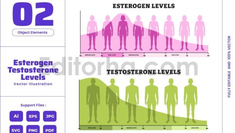Estrogen Testosterone Hormone Level Chart Diagram
