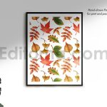 Autumn season illustration and pattern