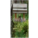Two Wild Parus major (Great tit) birds eats grains in a feeder.