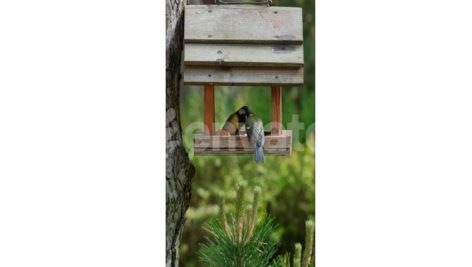 Two Wild Parus major (Great tit) birds eats grains in a feeder.