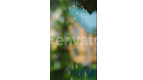 Rain Droplets Fall From Leaves During a Bright Day Near a Tranquil Neighborhood Garden