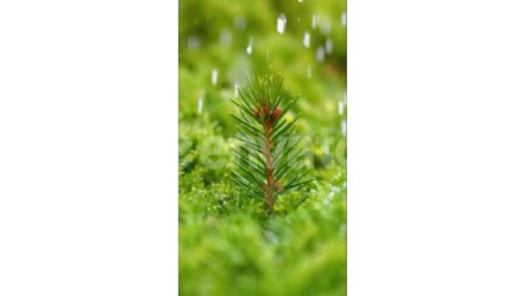 Tropical lush greenery rain forest in the morning sunlight after the monsoon rain